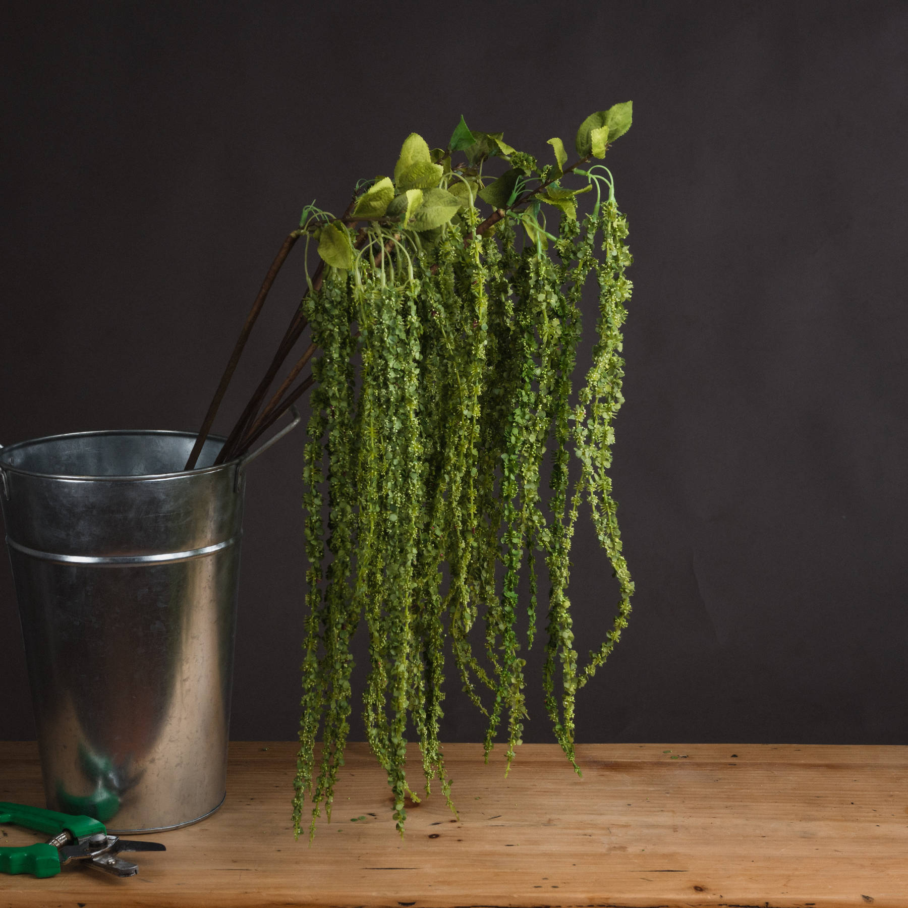 Green Amaranthus From Anita Jones Interior Styling