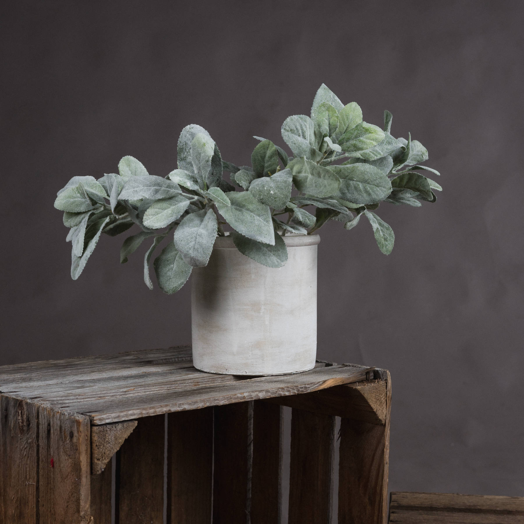 Lambs Ear Spray From Anita Jones Interior Styling
