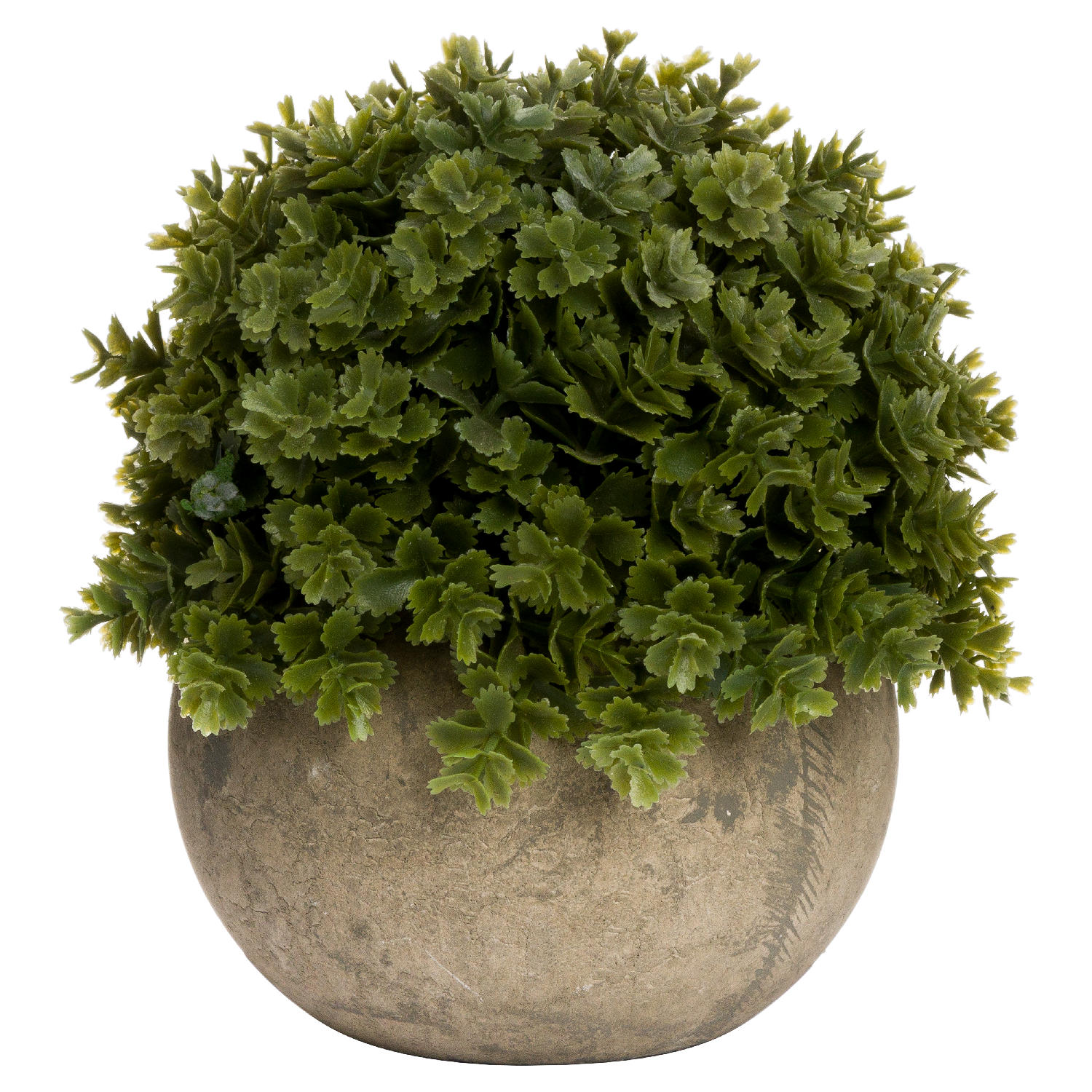 Miniature Hebe Veronica In Pot From Anita Jones Interior Styling