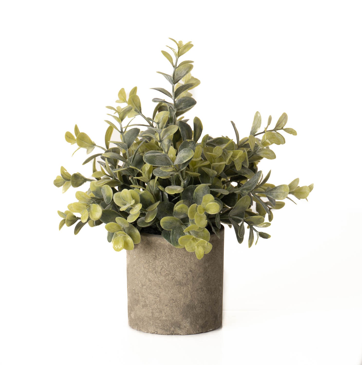 Eucalyptus Plant In Stone Effect Pot From Anita Jones Interior Styling