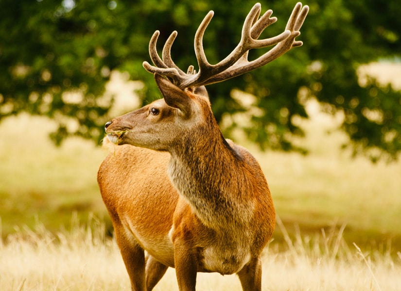 Tatton Park Deer