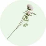 Pastel Pink Ranunculus Flower Disc