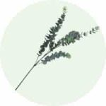 Silver Dollar Eucalyptus Flower Disc