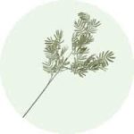 Silver Wattle Leaf Flower Disc