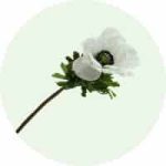 White Anemone Flower Disc