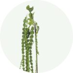 Wreath smaller images